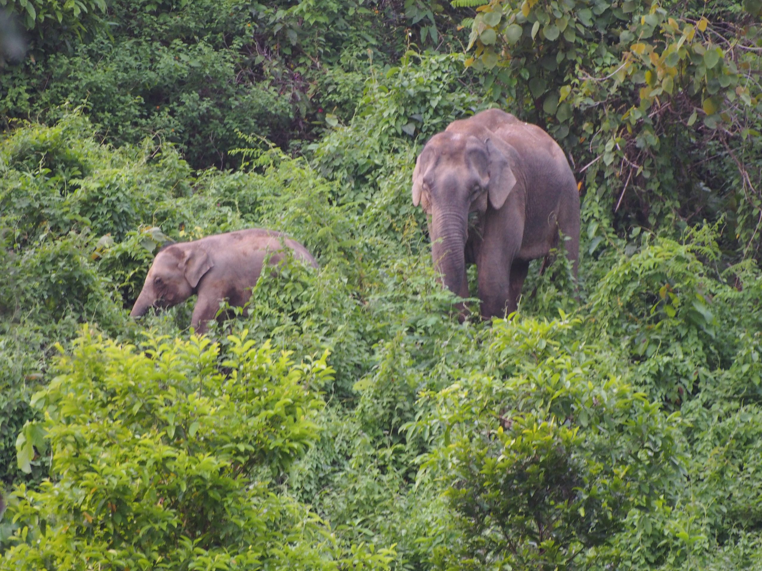 Elephants in the jungle of Bangladesh