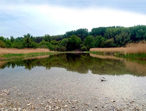 Umweltbaubegleitung im Nationalpark Donau-Auen